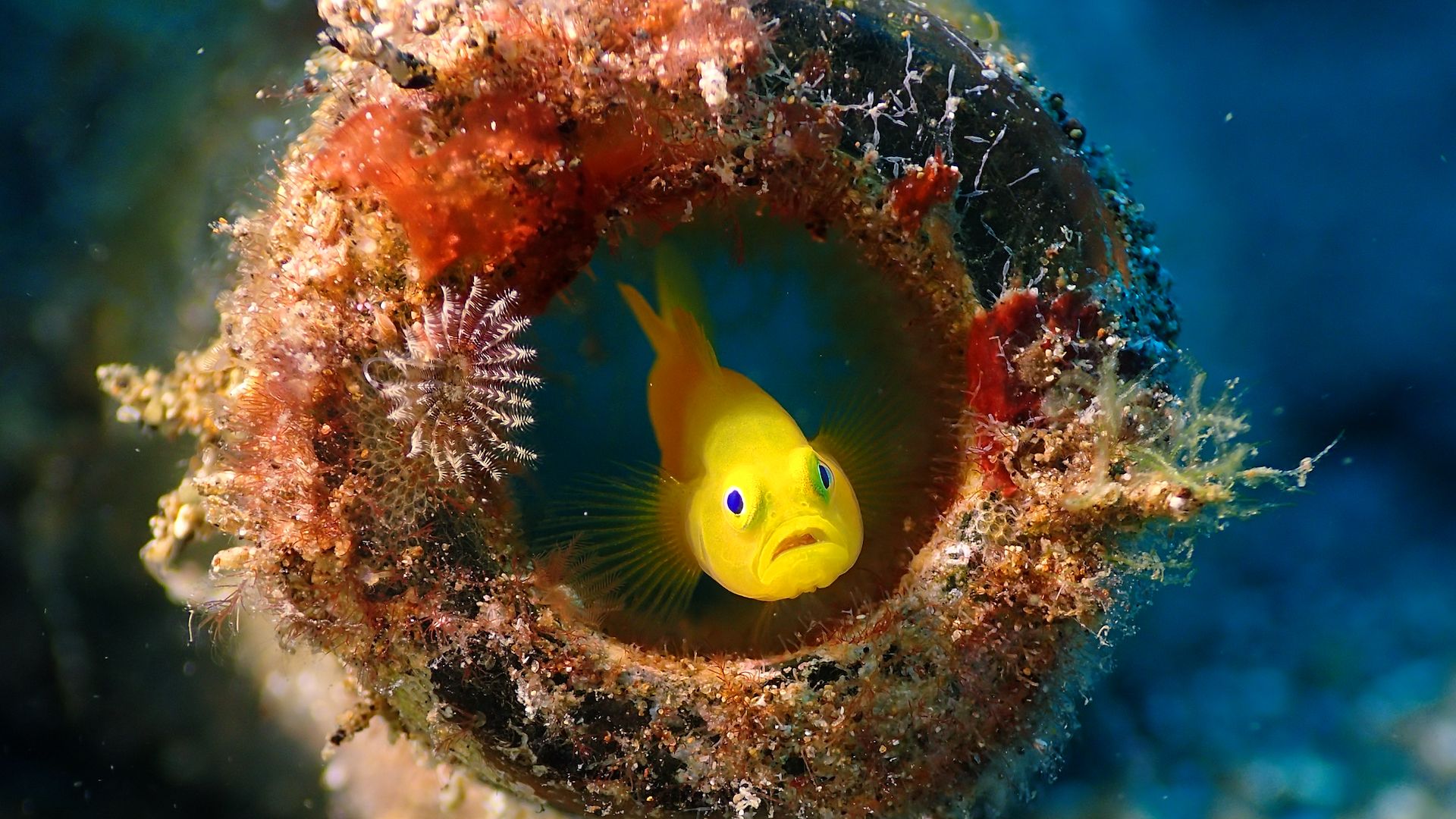 Types of saltwater fish for your aquarium