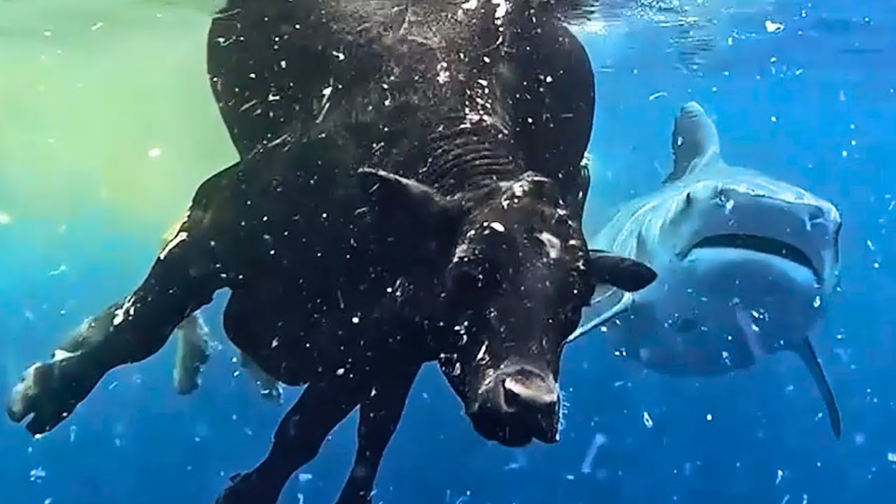 Tiger shark surprise just meters away 🦈