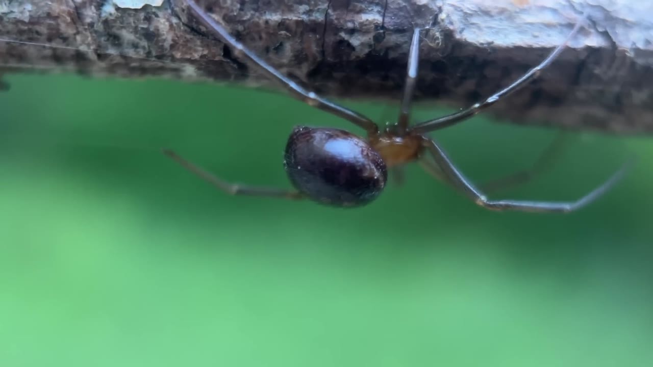 A naturalist compared America’s black, brown and red widow spiders