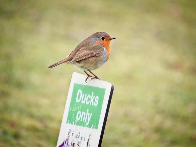 Robins and wrens: This simple food could help them thrive in your ...