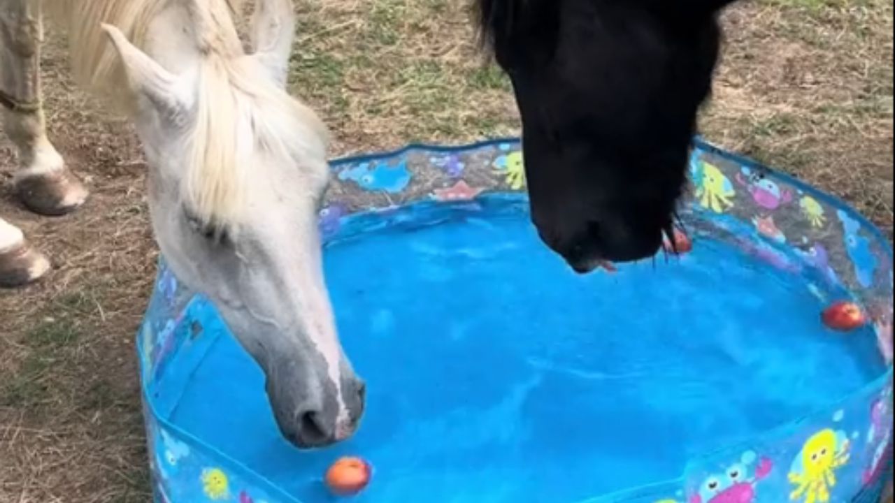 Apple bobbing with horses turns funny as one horse struggles to grab an ...