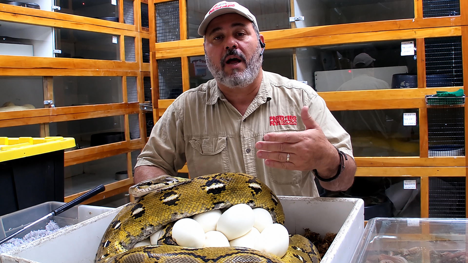 This giant python won’t leave her eggs behind