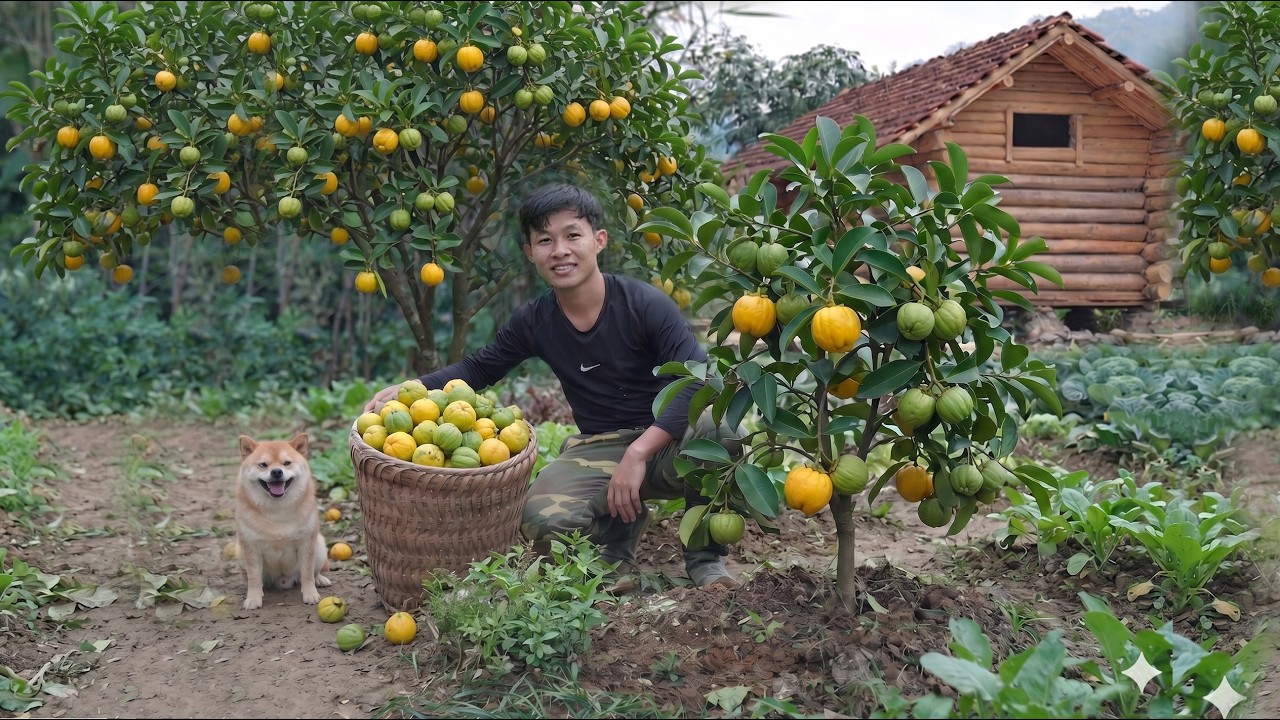Picking longan to sell at market