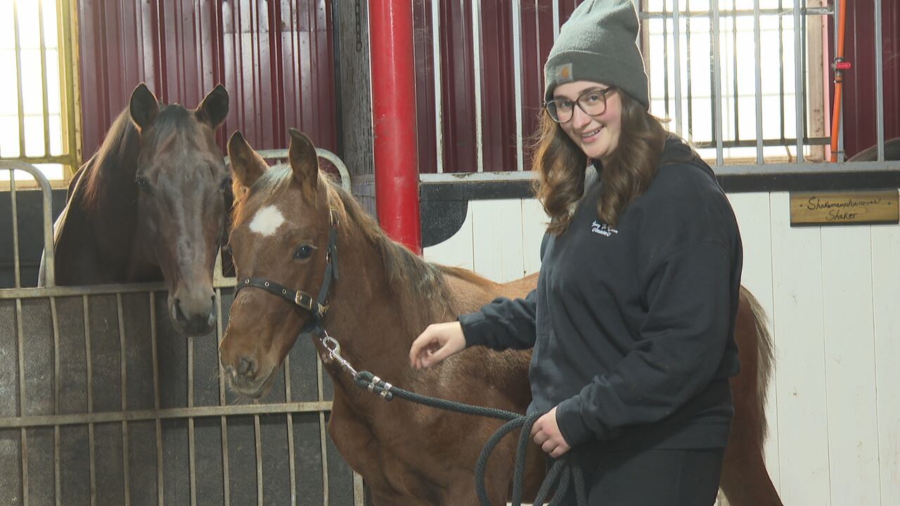 Benny the foal back on his feet after surgery to correct rare deformity