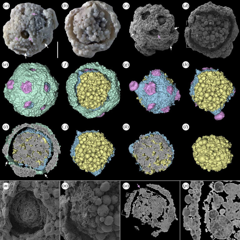 Algae fossils from Cambrian explosion hint at sophisticated ...
