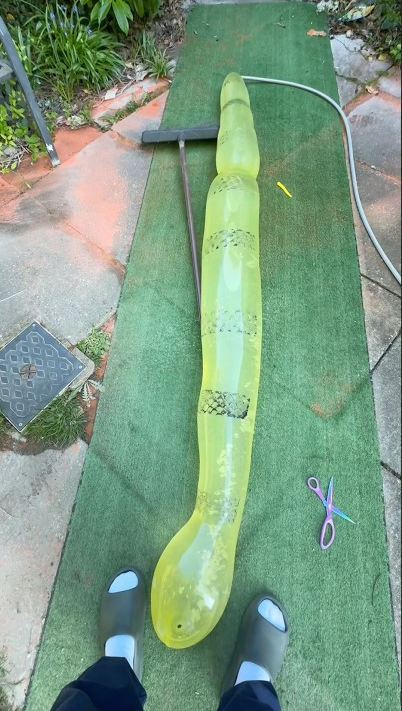 This giant snake flooded my entire garden