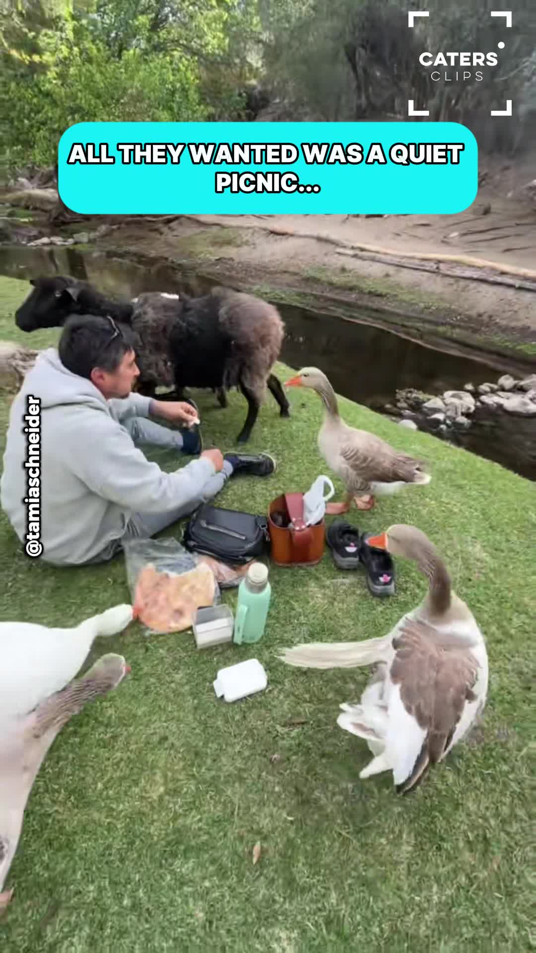 Hungry animals bring chaos to couple's countryside picnic