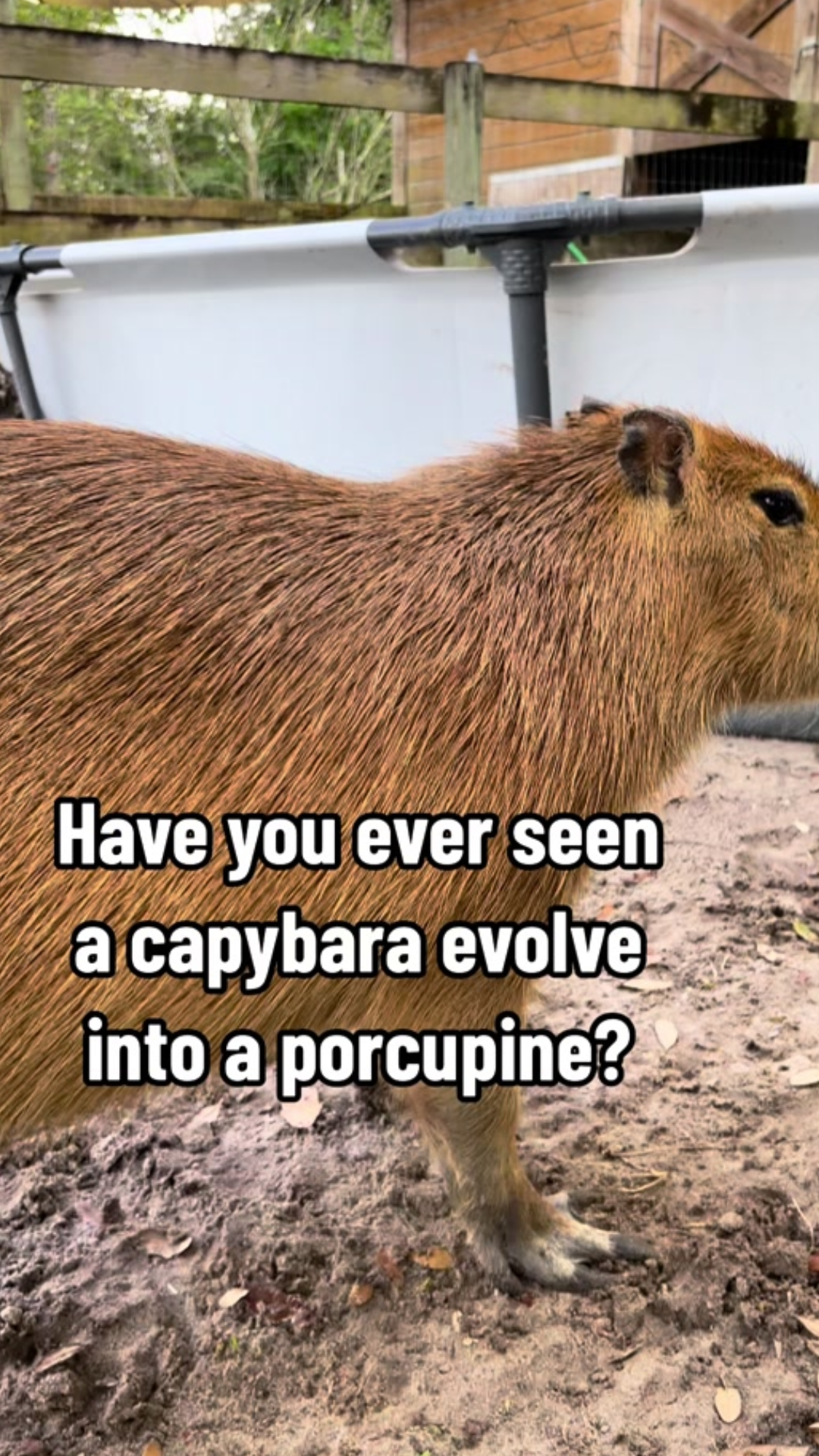 Capybara goosebumps explained through this adorable moment