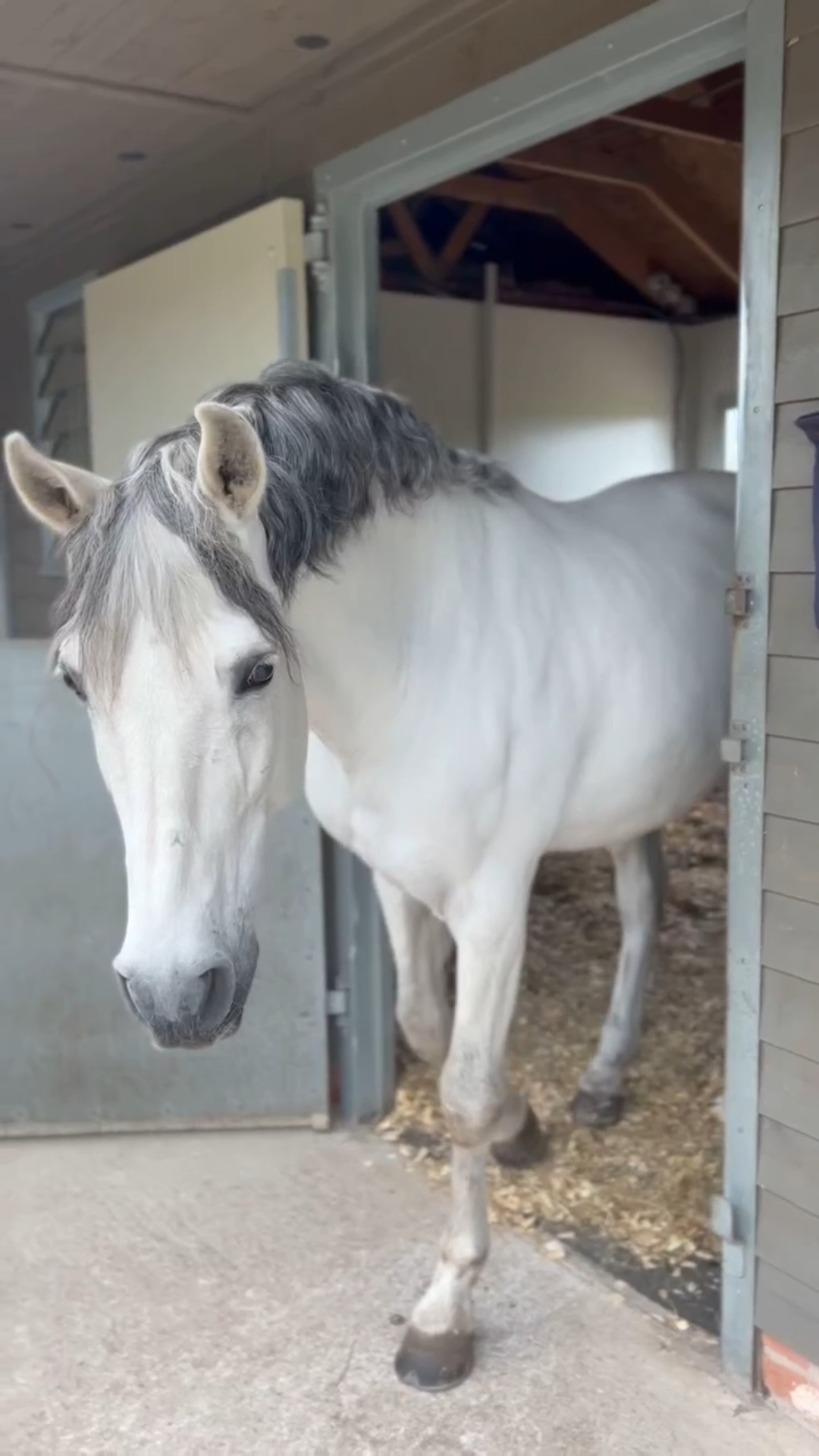 A white horse steps out of the stable