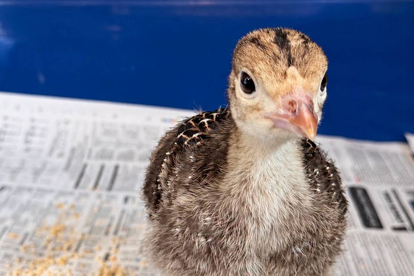 'Houdini' turkey avoids becoming Christmas dinner with Chicken Run ...