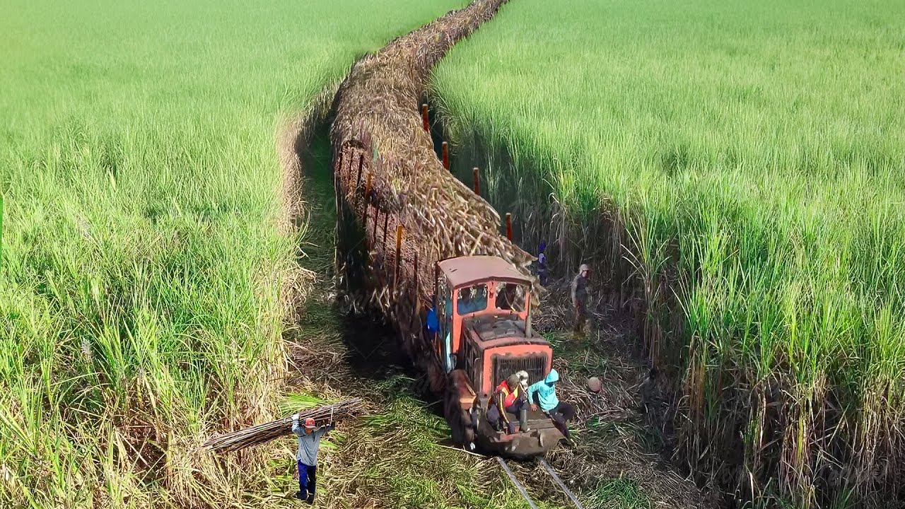 What it's like to ride an overloaded train carrying sugarcane