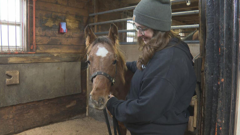Benny the foal back on his feet after surgery to correct rare deformity