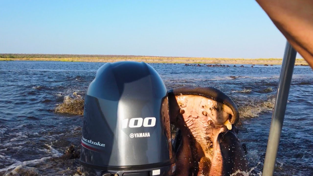I was on this boat when a hippo appeared