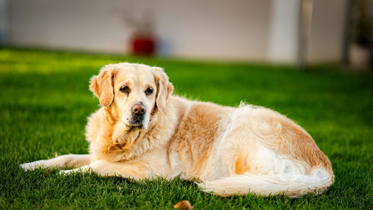 This new calming chew could help dogs handle holiday travel and ...