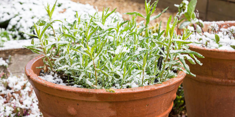 How to harvest herbs for winter cooking—before the cold kills them