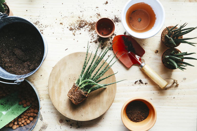 Keep your houseplants happy all winter by doing these 8 easy things to ...