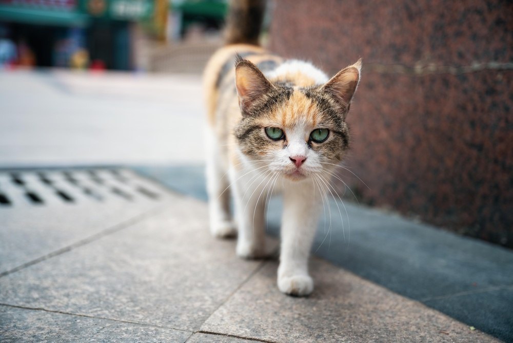 How TNR quietly fixes America's feral cat crisis