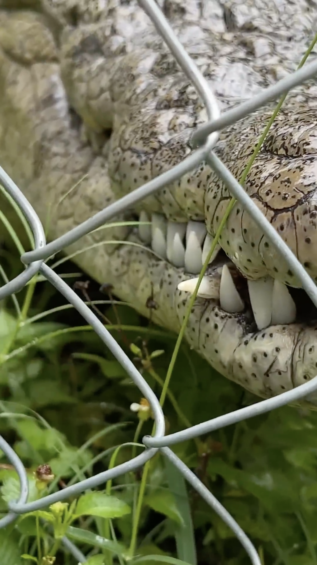 Crocodile loses a tooth!