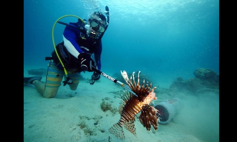 Lionfish king, queen crowned amid record harvest in Florida