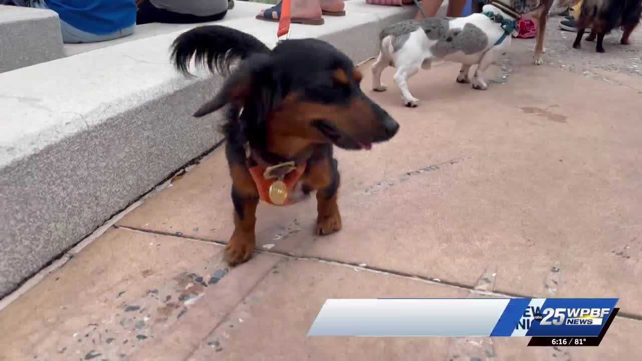 Hundreds of dachshunds met up for 'Dachtoberfest'
