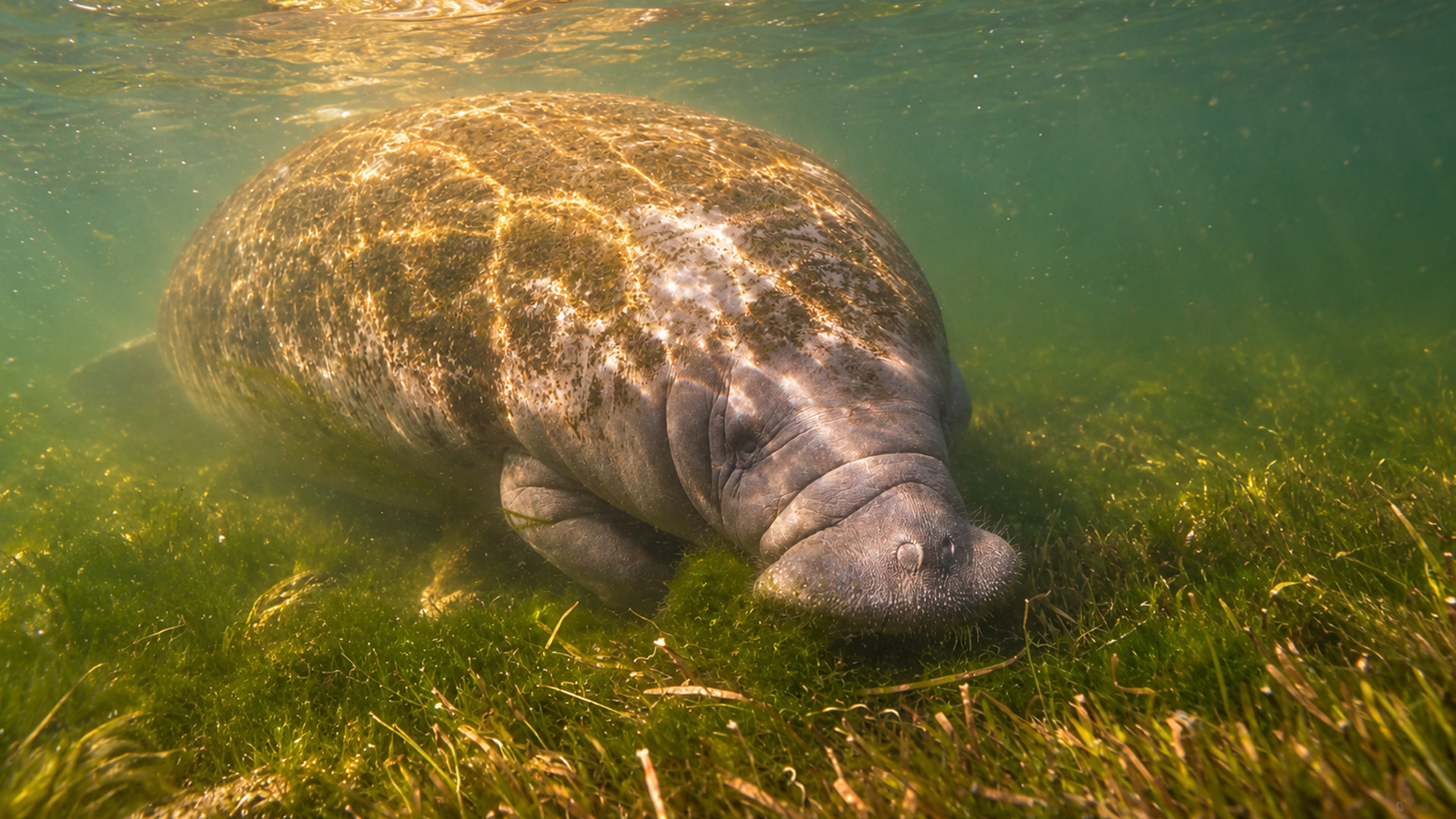 A close look at Florida's famous sea cow