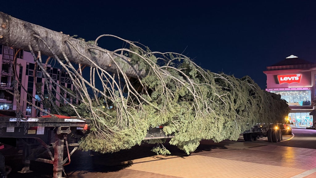 O Christmas tree! It's time for the holidays at Citadel Outlets