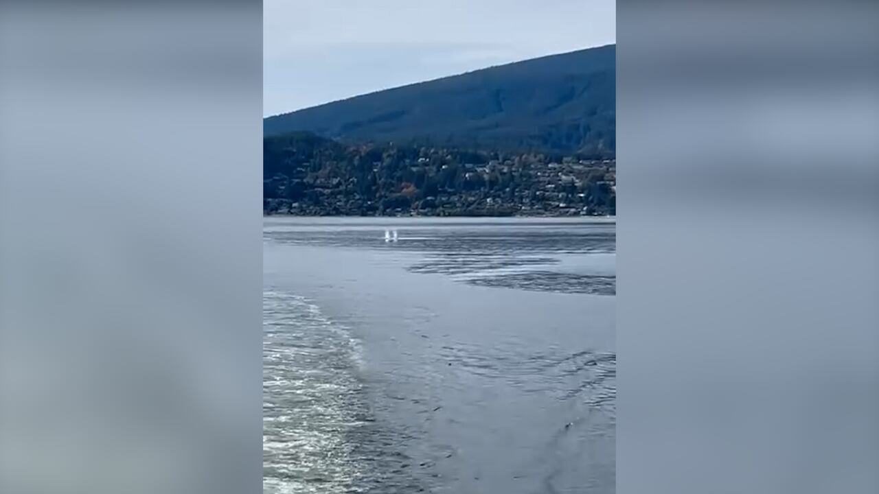DFO searching for injured whale struck by BC Ferries vessel in Howe Sound