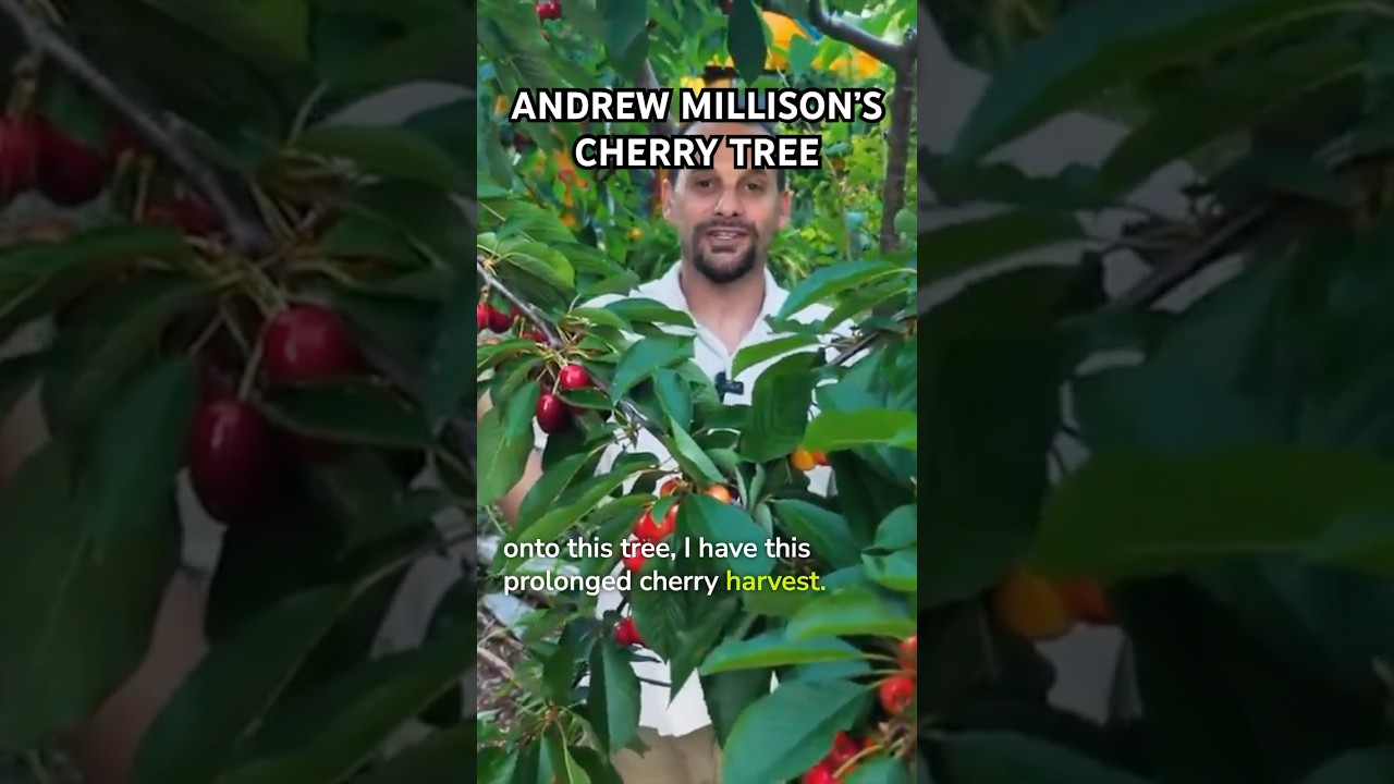 Exploring Andrew Millison's cherry tree!