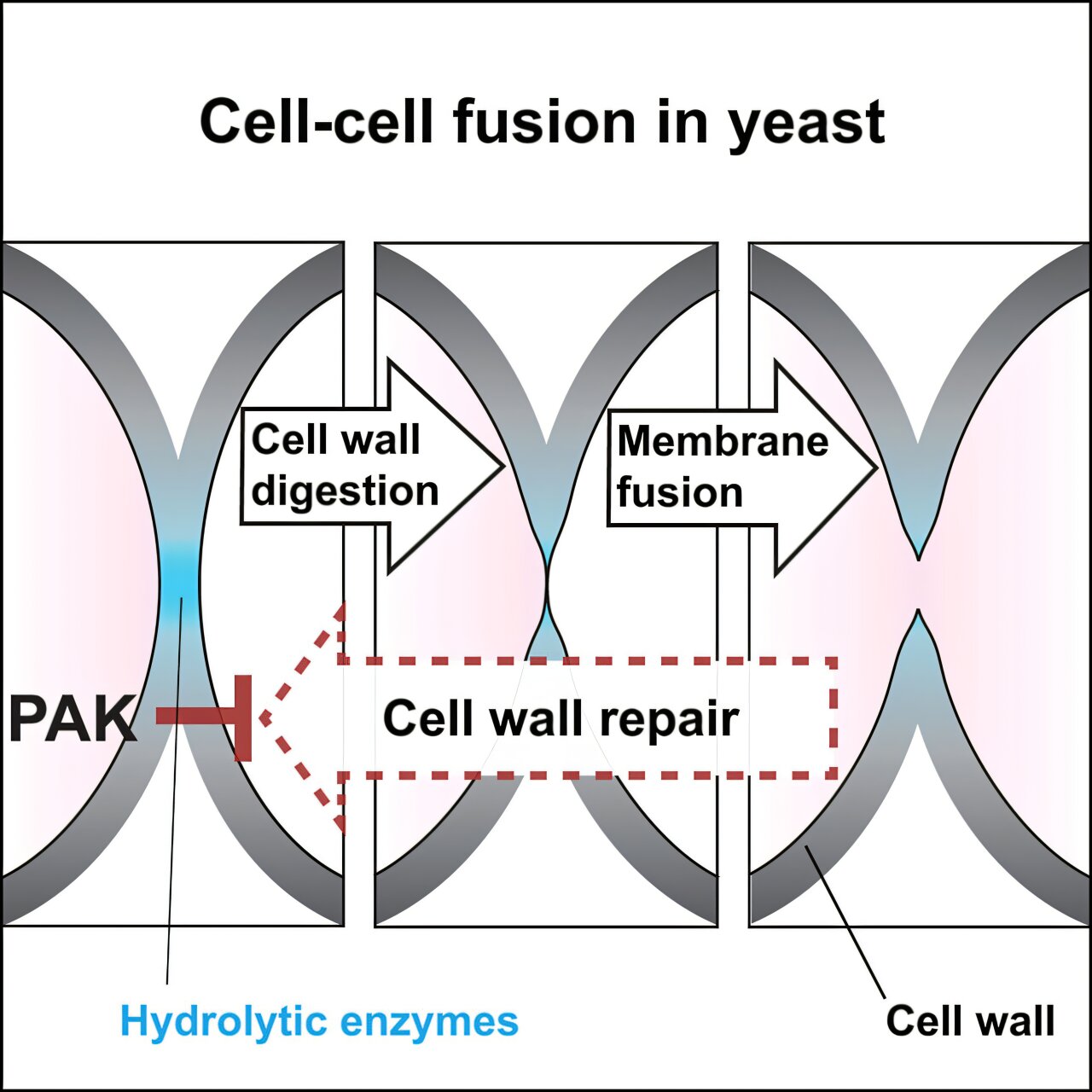 How enzymes locally block cell wall repair, allowing cells to fuse in ...
