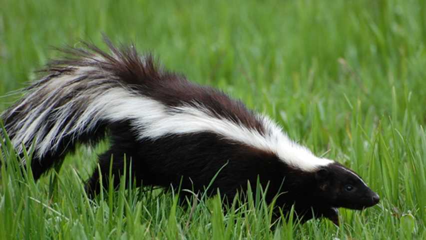 Skunk found in Elk City hospital parking lot tests positive for rabies