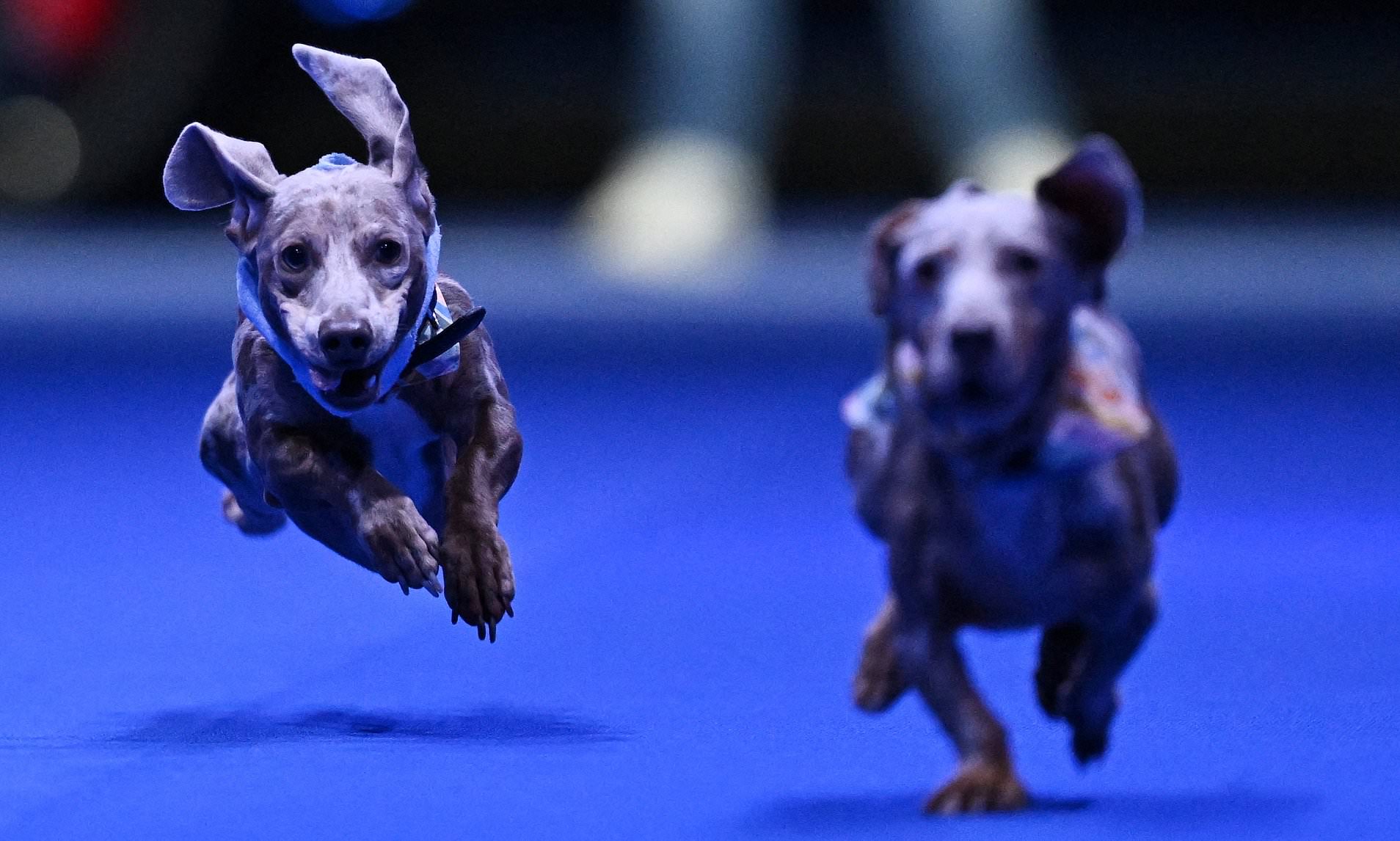 Talk about a dash-hund! More than 100 sausage dogs take part in annual race
