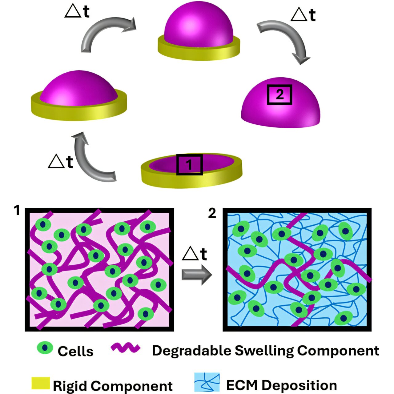 New 4D biofabrication technology holds promise for tissue engineering ...