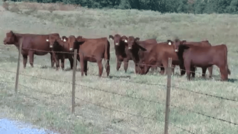 Wild pack of dogs kill Alexander ranchers’ cattle