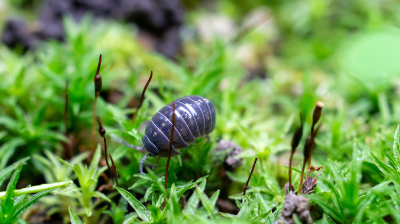 How to get rid of pill bugs with a simple homemade trap