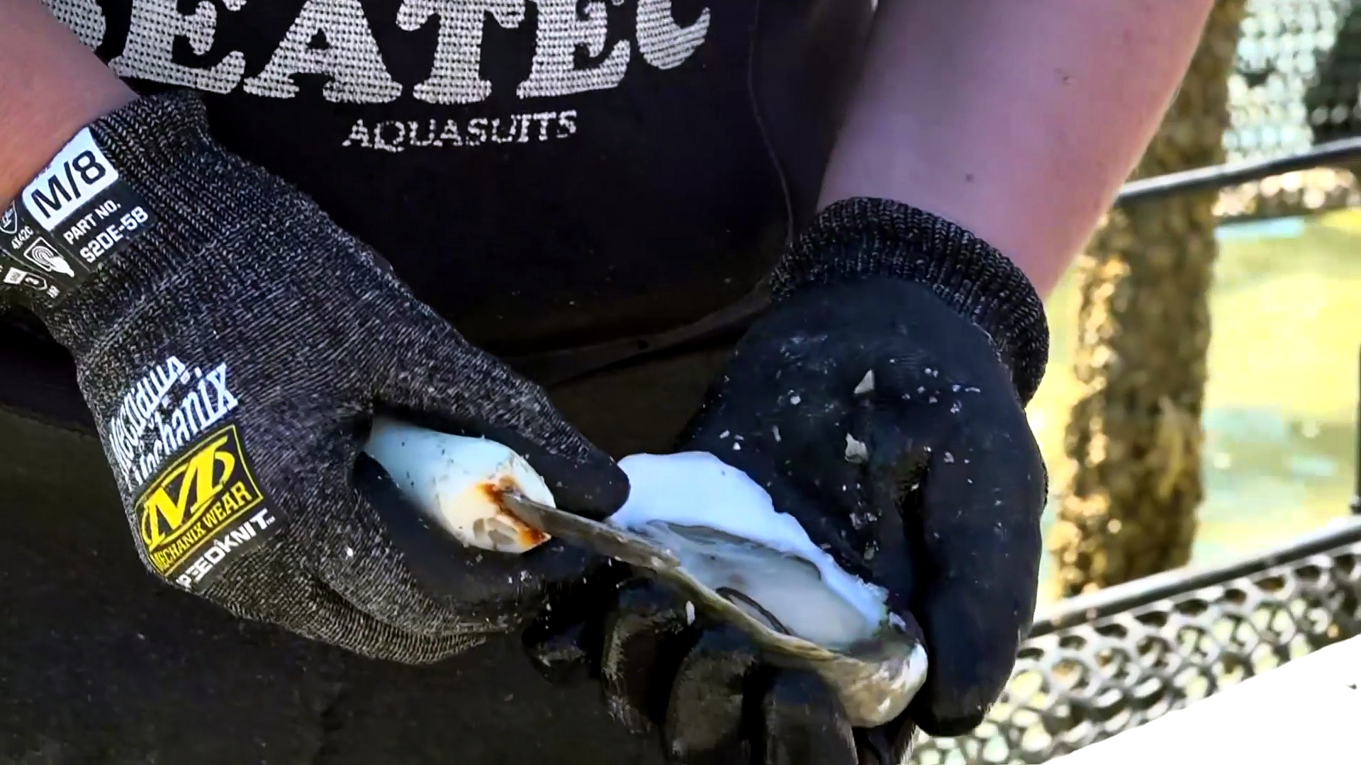 South Australian oyster farmers face challenges after algal bloom