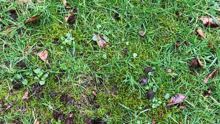 Raking out lawn moss won't fix the problem. Here's what actually works