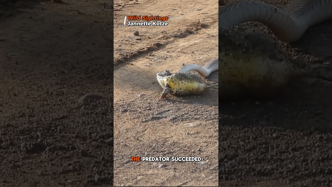 Nature’s plot twist: frog meets snake