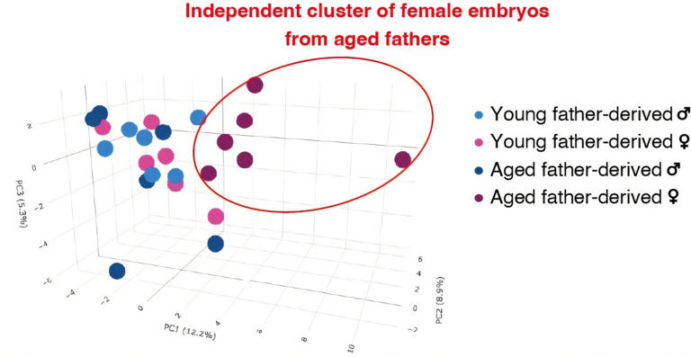 Advanced paternal age has sex-specific effects on fetal brain gene ...