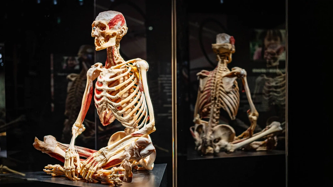 Structure and functions of the human skeleton