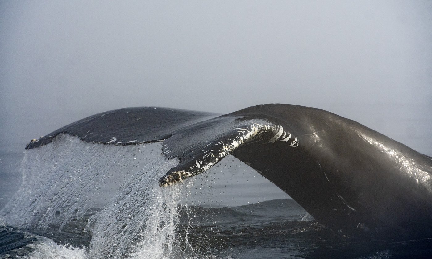 BC Ferries vessel collides with humpback whale in Howe Sound near Metro ...
