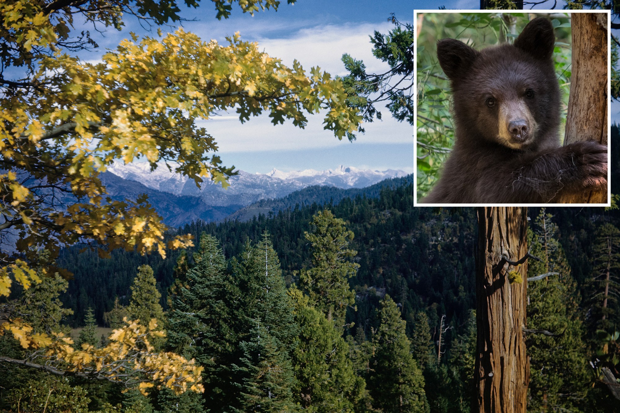 Bears run rampant across stunning California national park as officials ...