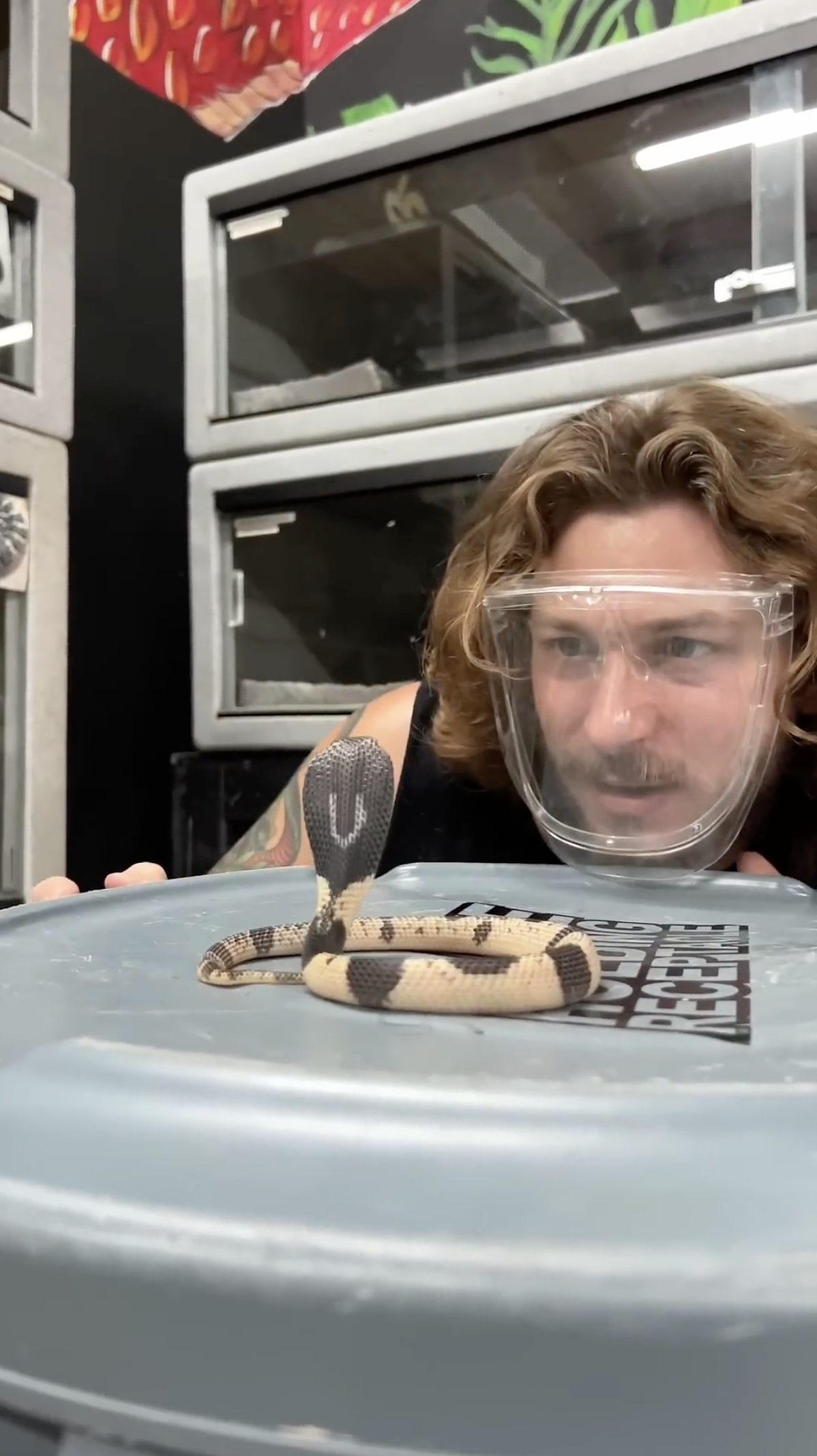 Baby spitting cobra
