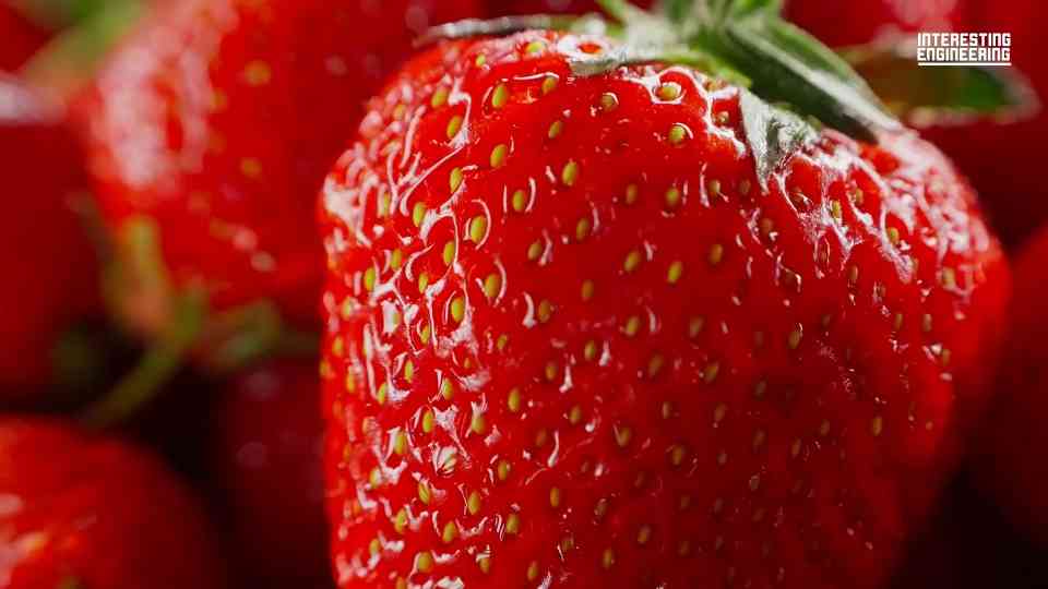 The farming robots saving the future
