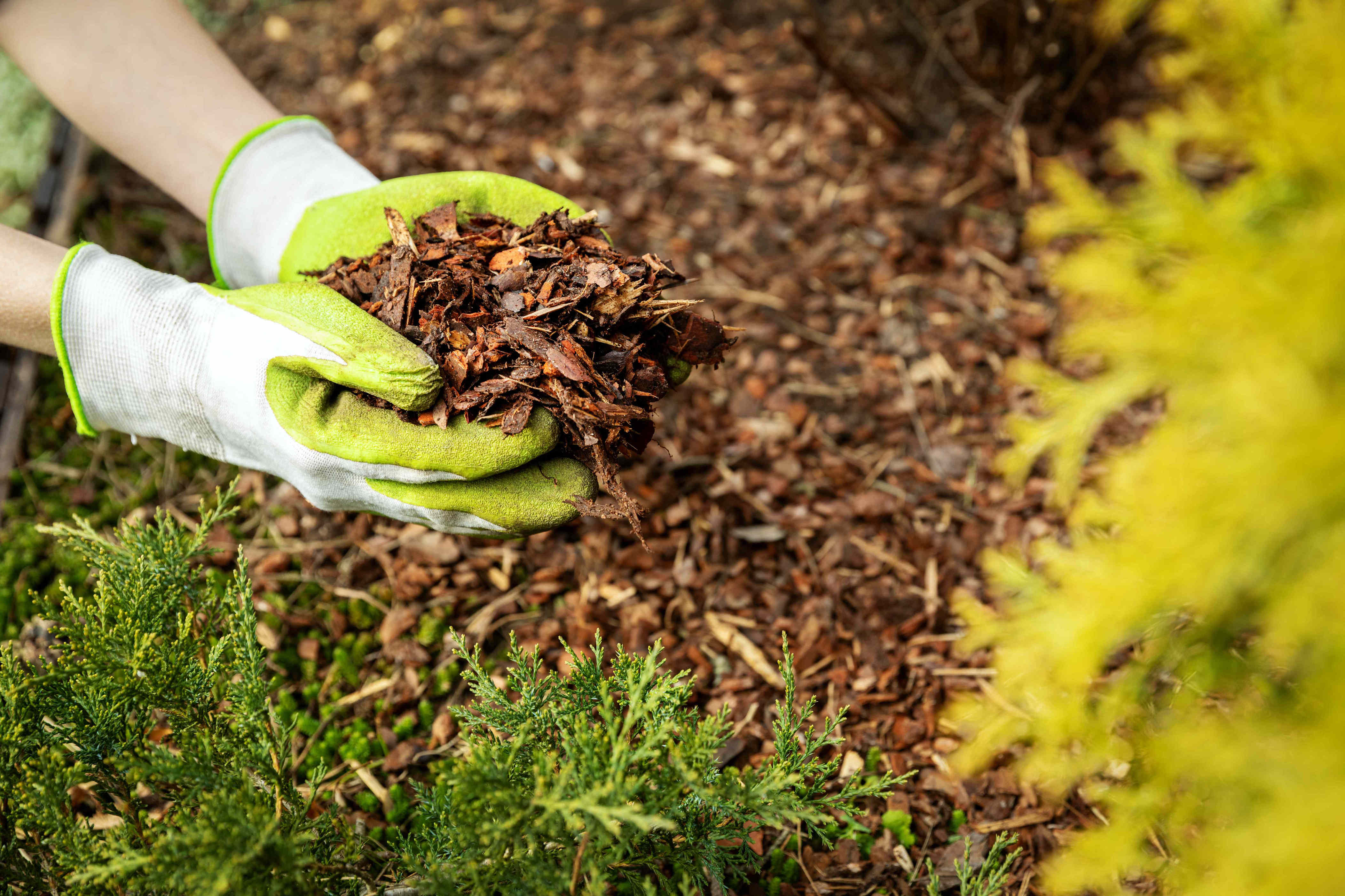 Should you use pea gravel or mulch in raised beds? Here’s what to consider