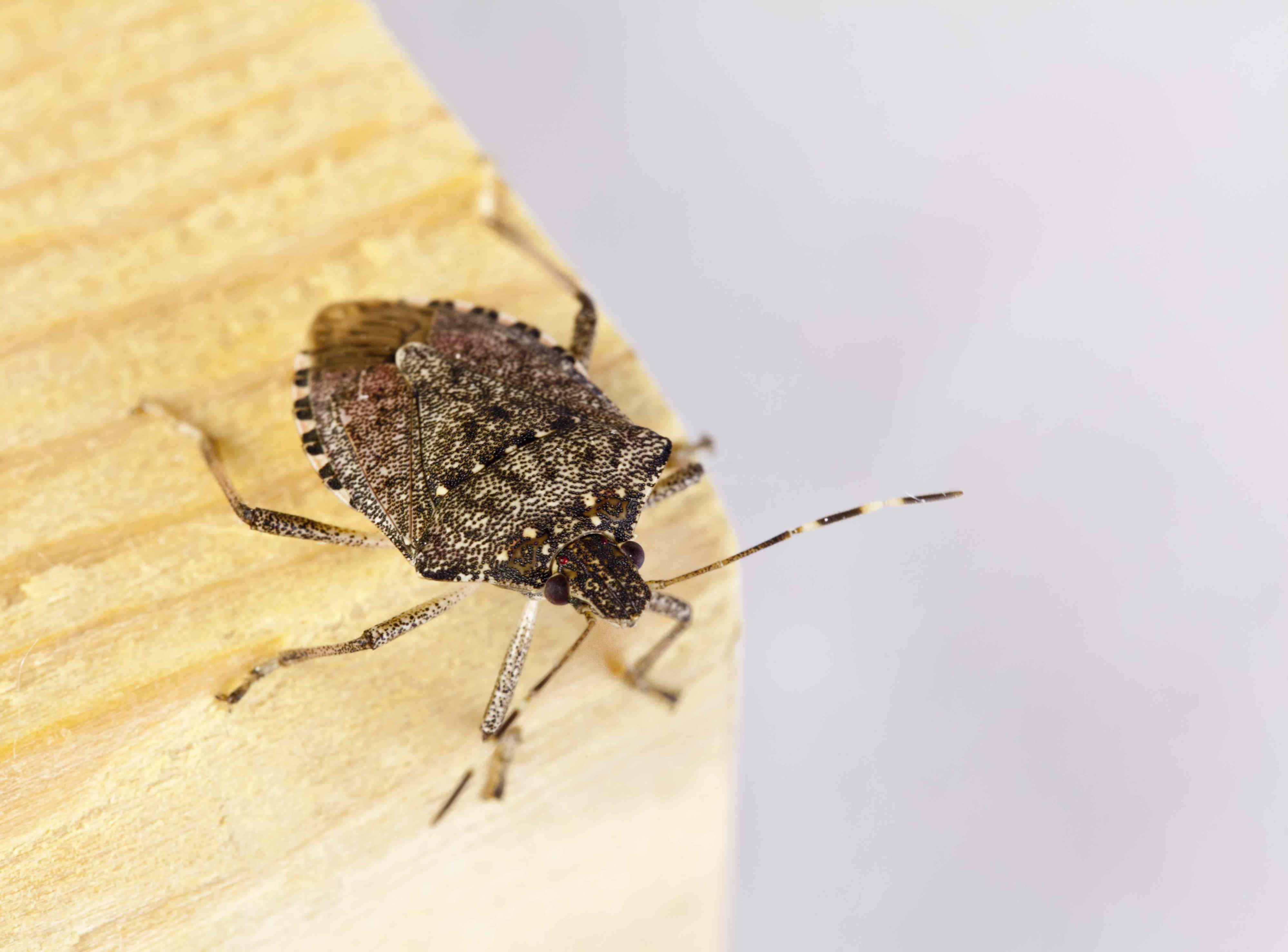 How to get rid of stink bugs in your home—and keep them from coming back