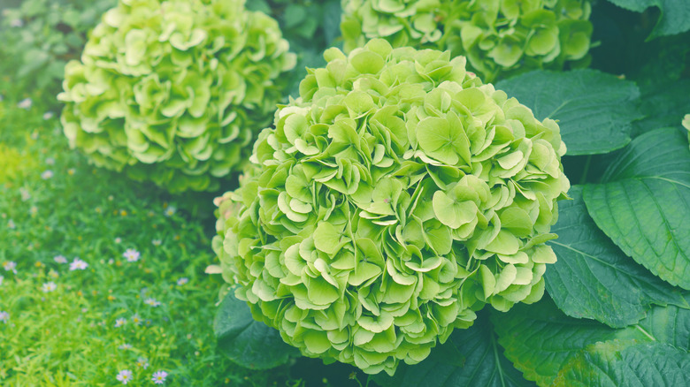 What does it mean when hydrangea flowers turn green?