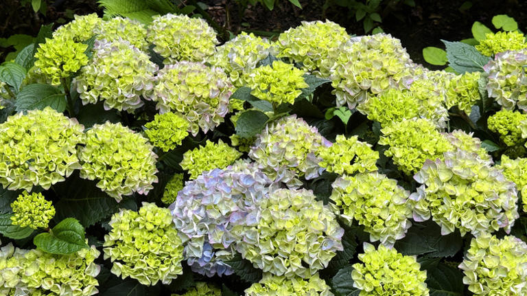 What does it mean when hydrangea flowers turn green?