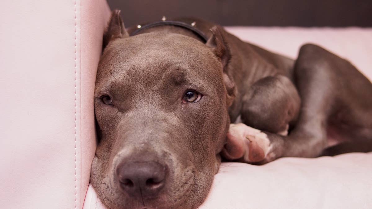 Sad American bully dad cries to mommy because he can't see his pups
