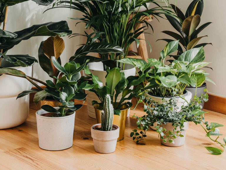 Keep your houseplants happy all winter by doing these 8 easy things to ...