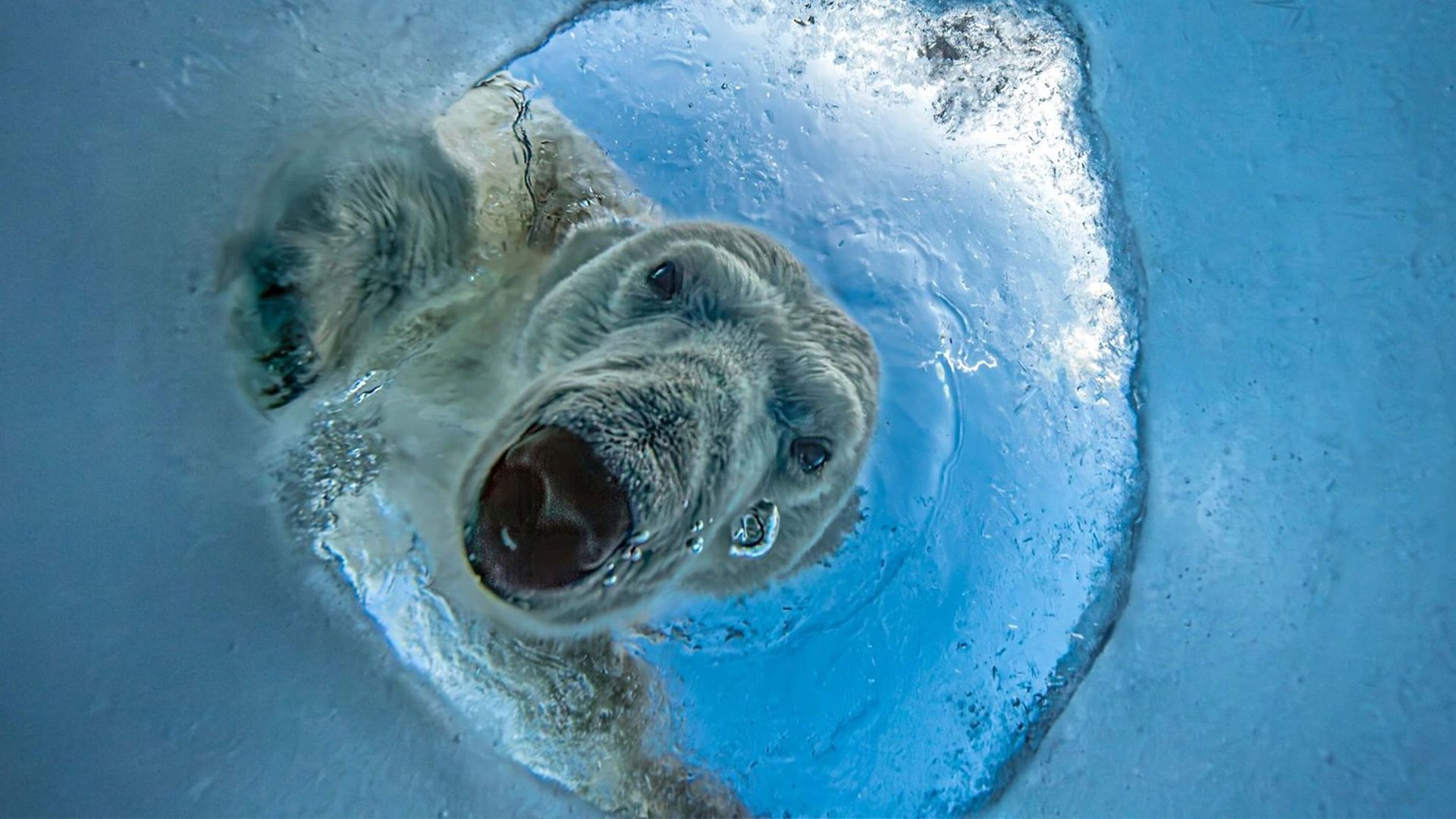 Wildlife photographer snags major award with image of polar bear seen ...